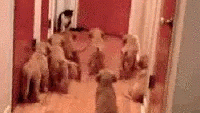 Entertainment GIF Dog Afraid of 3