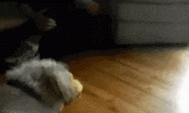 Entertainment GIF Dog Afraid of 4