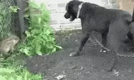 Entertainment GIF Dog Afraid of 5