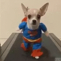 Entertainment GIF Dog Costume 1