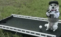 Entertainment GIF Dog Costume 2