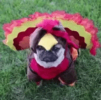 Entertainment GIF Dog Costume 3