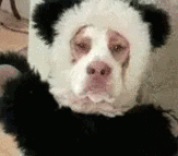 Entertainment GIF Dog Costume 5