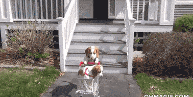 Entertainment GIF Dog Funny 2