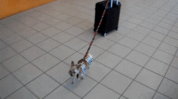 Entertainment GIF Dog Funny 3