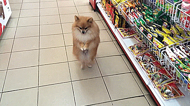 Entertainment GIF Dog Funny 4