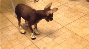 Entertainment GIF Dog Why 1