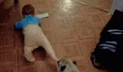 Entertainment GIF Dog Why 4