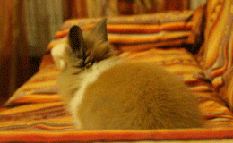 Entertainment GIF Other Pet Afraid of 3