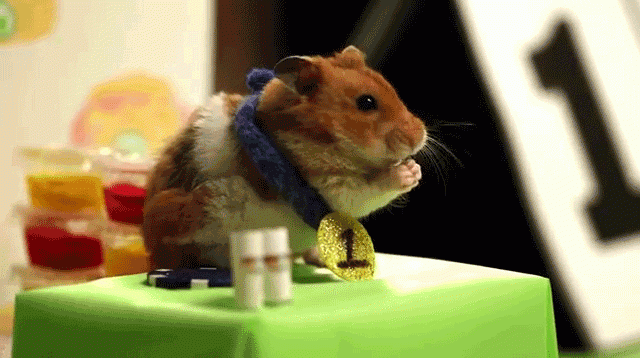 Entertainment GIF Other Pet Costume 3