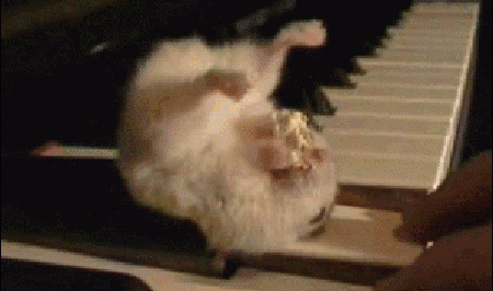 Entertainment GIF Other Pet Funny 3