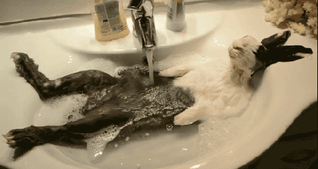 Entertainment GIF Other Pet Funny 4