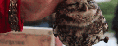 Entertainment GIF Other Pet Oh My Gosh 4