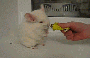 Entertainment GIF Other Pet Why 1