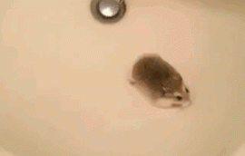 Entertainment GIF Other Pet Why 2