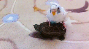 Entertainment GIF Other Pet Why 3