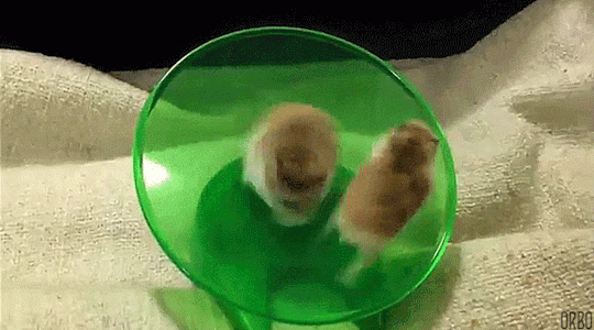 Entertainment GIF Other Pet Why 4