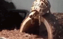 Entertainment GIF Other Pet Why 5