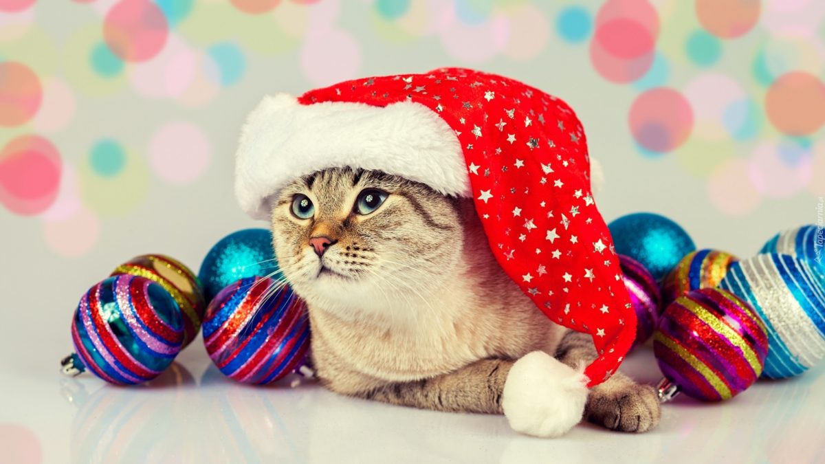 Cat wearing Santas hat with Christmas decoration