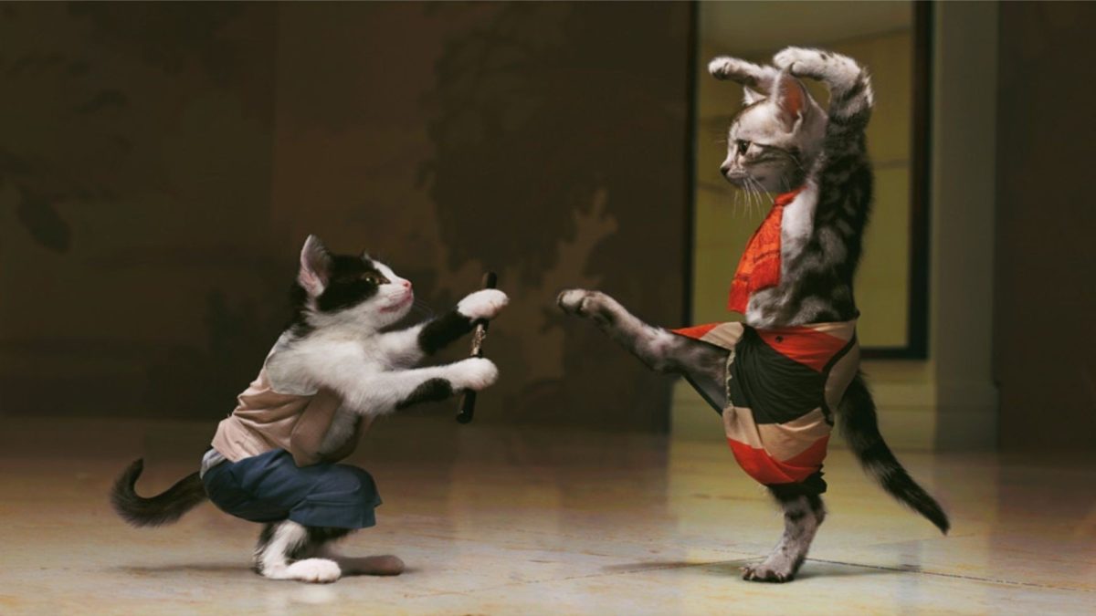 Entertainment Gallery Cat Photomontage 5