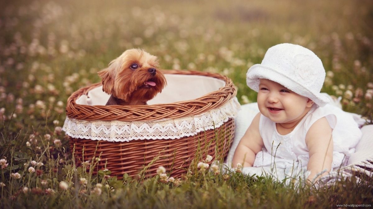 Entertainment Gallery Dog How Good 1