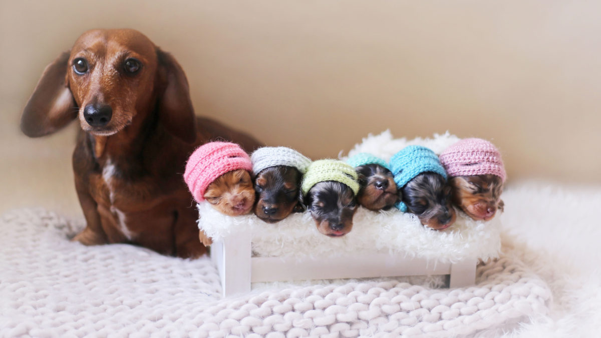 Proud Dachshund Mom Poses For Photoshoot With Her Newborn Pups