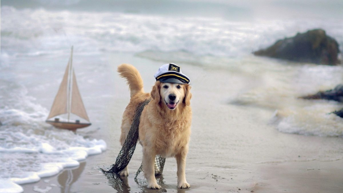 Nature Humor Beaches Waves Costume Cute Sailboats Boats Photos Boxer Dogs