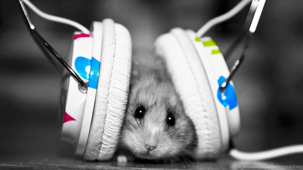 Entertainment Gallery Other Pet Wallpaper 5