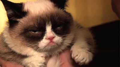 Grumpy Cat 1