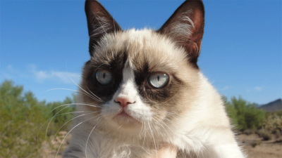 Grumpy Cat 2