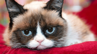 Grumpy Cat 5