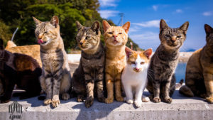 جزیره آئوشیما، بهشت گربه ها!