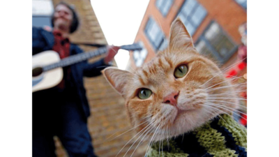 Streetcat Bob 5