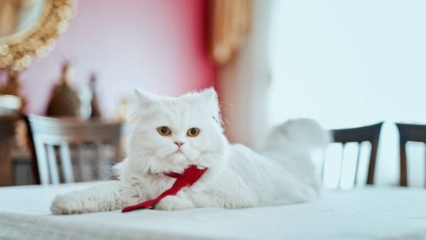 Magazine Breed Cat Persian 1