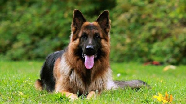 Magazine Breeds Dog German Shepherd 5