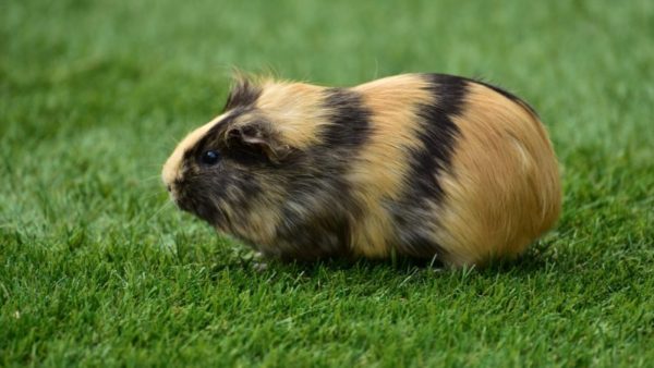 Magazine Keeping Guinea Pig Grooming 1