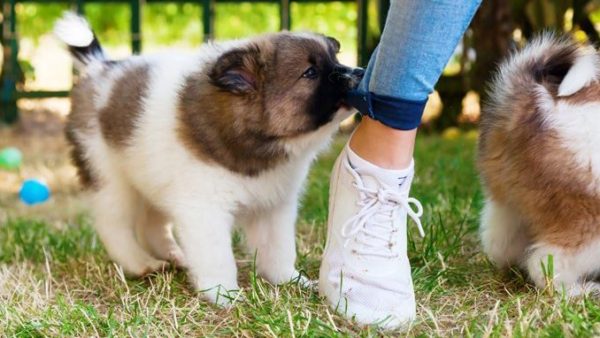 Magazine Training Training Puppies Not to Bite 1