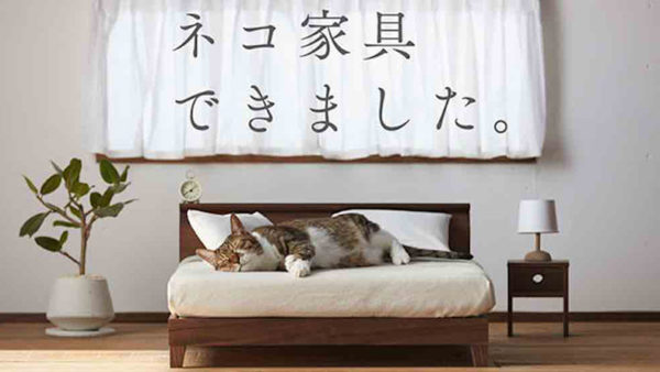 News Cat on Bed Okawa City