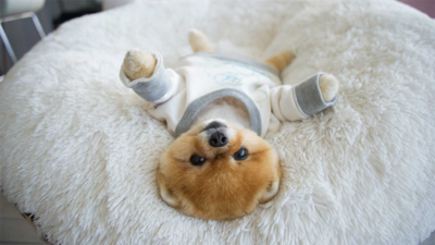 Boo 5