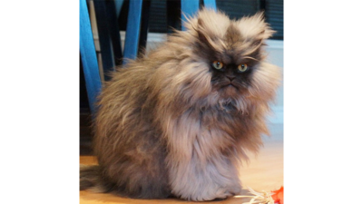 Colonel Meow 1