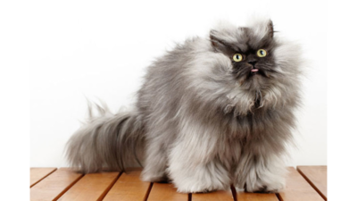 Colonel Meow 2