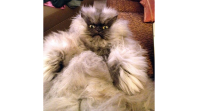 Colonel Meow 3