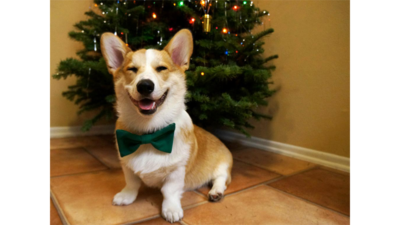 Corgnelius 1