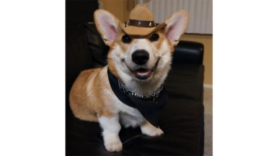 Corgnelius 2