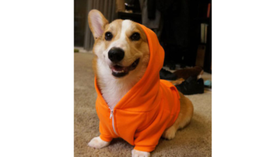 Corgnelius 3