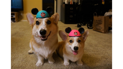 Corgnelius 4