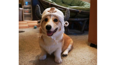 Corgnelius 5