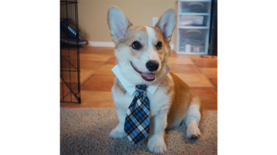 Corgnelius 7