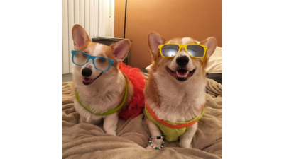 Corgnelius 8