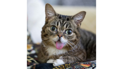 Lil Bub 1